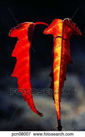 Stock Photo - day, fall, leaf, twig, branch, maple, autumn. Fotosearch