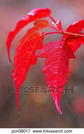 day, fall, leaf, twig, branch, maple, autumn View Large Photo Image Stock Photo - day, fall, leaf, twig, branch, maple, autumn. Fotosearch
