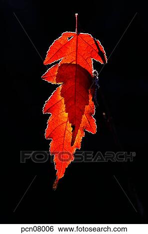 Stock Photograph - day, fall, leaf, twig, branch, maple, autumn. Fotosearch