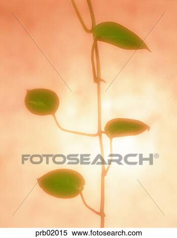 day, growth, growing, plant, indoor, ivy View Large Photo Image Stock Photography - day, growth, growing, plant, indoor, ivy. Fotosearch