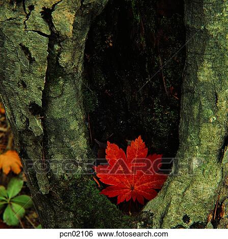 dead tree, fall, wilted tree, aged tree, old tree, hole, autumn View Large Photo Image Stock Photograph - dead tree, fall, wilted tree, aged tree, old tree, hole, autumn. Fotosearch