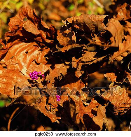 dry, fruit-bearing, fruition, leaf, day, thin-leaf, skinny leaf View Large Photo Image Stock Image - dry, fruit-bearing, fruition, leaf, day, thin-leaf, skinny leaf. Fotosearch