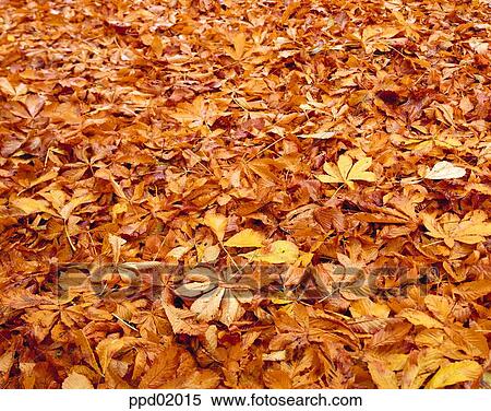 Stock Photography - fallen leaves, fall, leaf, autumn view, autumn scenery, road of fallen leaves, autumn. Fotosearch