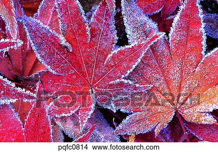 late autumn, fall, day, fallen leaves, leaf, late fall, autumn View Large Photo Image Picture - late autumn, fall, day, fallen leaves, leaf, late fall, autumn. Fotosearch