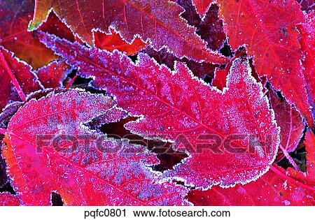 late autumn, fall, day, fallen leaves, leaf, late fall, autumn View Large Photo Image Stock Image - late autumn, fall, day, fallen leaves, leaf, late fall, autumn. Fotosearch