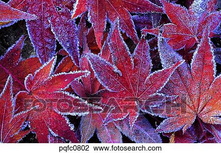 late autumn, fall, day, fallen leaves, leaf, late fall, autumn View Large Photo Image Stock Image - late autumn, fall, day, fallen leaves, leaf, late fall, autumn. Fotosearch