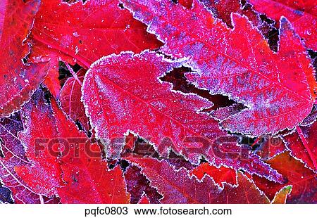 Stock Image - late autumn, fall, day, fallen leaves, leaf, late fall, autumn. Fotosearch