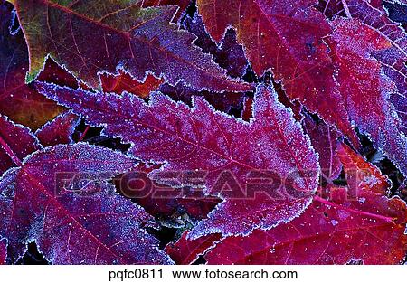 late autumn, fall, day, fallen leaves, leaf, late fall, autumn View Large Photo Image Stock Image - late autumn, fall, day, fallen leaves, leaf, late fall, autumn. Fotosearch