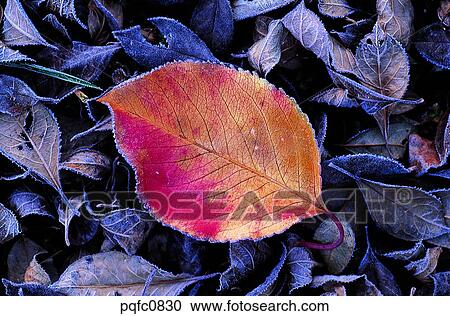 Stock Image - late autumn, fall, day, fallen leaves, leaf, late fall, autumn. Fotosearch