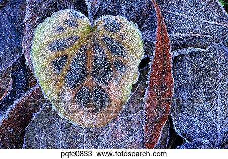 late autumn, fall, day, fallen leaves, leaf, late fall, autumn View Large Photo Image Stock Image - late autumn, fall, day, fallen leaves, leaf, late fall, autumn. Fotosearch