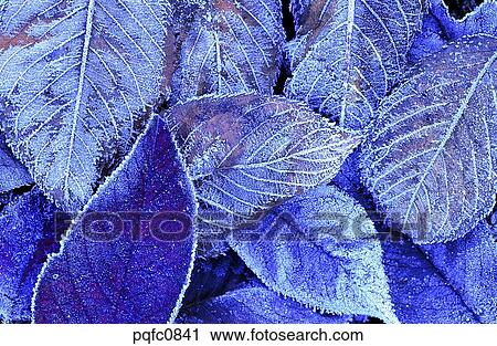 Stock Image - late autumn, fall, day, fallen leaves, leaf, late fall, autumn. Fotosearch