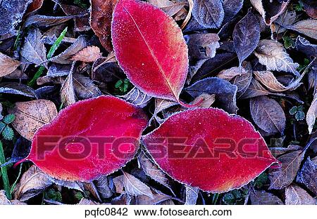 late autumn, fall, day, fallen leaves, leaf, late fall, autumn View Large Photo Image Stock Image - late autumn, fall, day, fallen leaves, leaf, late fall, autumn. Fotosearch