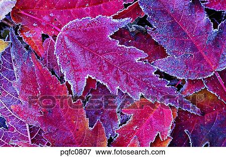 Stock Photo - late autumn, fall, day, fallen leaves, leaf, late fall, autumn. Fotosearch
