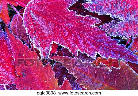 late autumn, fall, day, fallen leaves, leaf, late fall, autumn View Large Photo Image Stock Photo - late autumn, fall, day, fallen leaves, leaf, late fall, autumn. Fotosearch