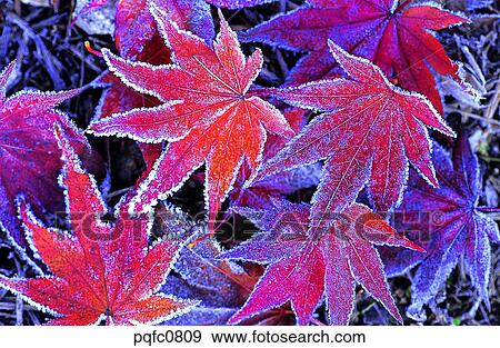 Stock Photo - late autumn, fall, day, fallen leaves, leaf, late fall, autumn. Fotosearch