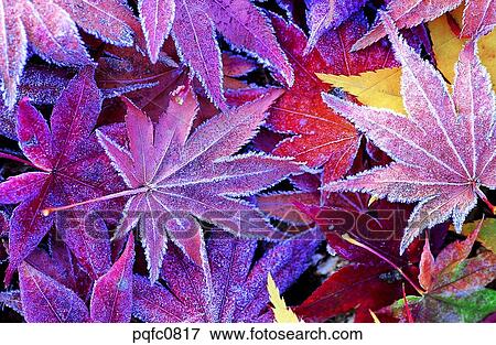 late autumn, fall, day, fallen leaves, leaf, late fall, autumn View Large Photo Image Stock Photo - late autumn, fall, day, fallen leaves, leaf, late fall, autumn. Fotosearch