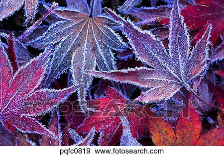 Stock Photo - late autumn, fall, day, fallen leaves, leaf, late fall, autumn. Fotosearch