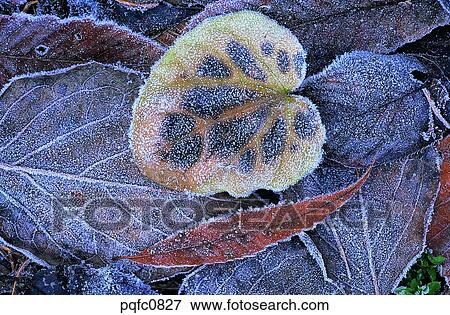 late autumn, fall, day, fallen leaves, leaf, late fall, autumn View Large Photo Image Stock Photo - late autumn, fall, day, fallen leaves, leaf, late fall, autumn. Fotosearch
