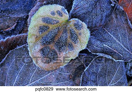late autumn, fall, day, fallen leaves, leaf, late fall, autumn View Large Photo Image Stock Photo - late autumn, fall, day, fallen leaves, leaf, late fall, autumn. Fotosearch