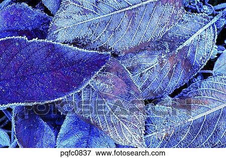 Stock Photo - late autumn, fall, day, fallen leaves, leaf, late fall, autumn. Fotosearch
