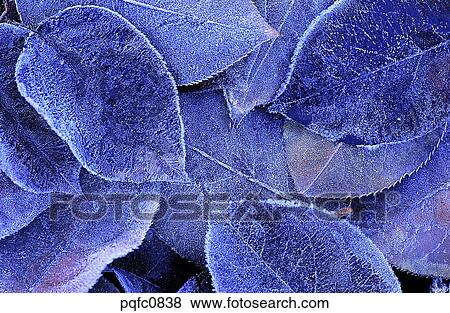 Stock Photo - late autumn, fall, day, fallen leaves, leaf, late fall, autumn. Fotosearch