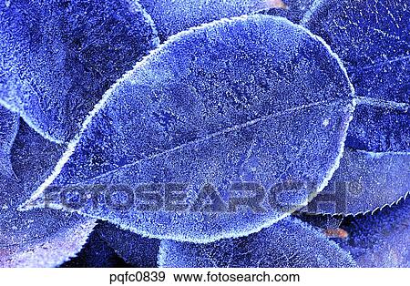 Stock Photo - late autumn, fall, day, fallen leaves, leaf, late fall, autumn. Fotosearch