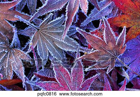 Stock Photograph - late autumn, fall, day, fallen leaves, leaf, late fall, autumn. Fotosearch