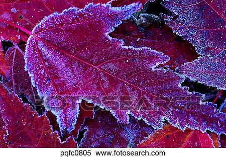 late autumn, fall, day, fallen leaves, leaf, late fall, autumn View Large Photo Image Stock Photography - late autumn, fall, day, fallen leaves, leaf, late fall, autumn. Fotosearch