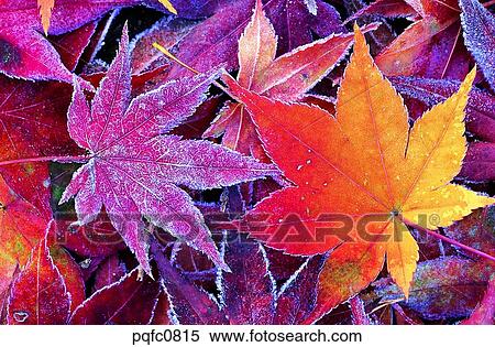 late autumn, fall, day, fallen leaves, leaf, late fall, autumn View Large Photo Image Stock Photography - late autumn, fall, day, fallen leaves, leaf, late fall, autumn. Fotosearch