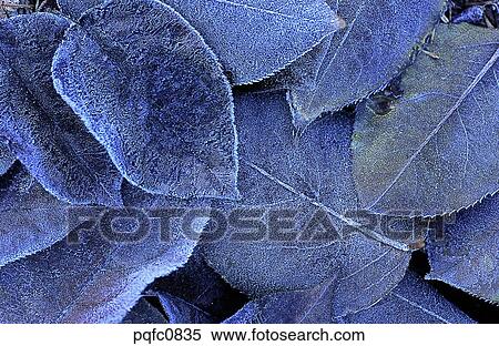 Stock Photography - late autumn, fall, day, fallen leaves, leaf, late fall, autumn. Fotosearch