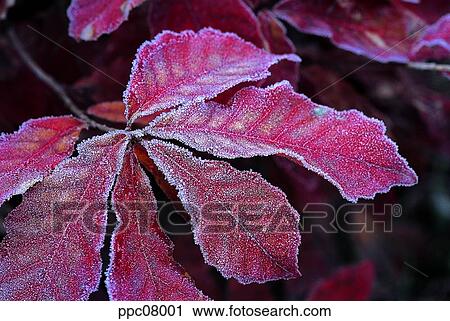 late autumn, fall, leaf, twig, branch, late fall, autumn View Large Photo Image Stock Image - late autumn, fall, leaf, twig, branch, late fall, autumn. Fotosearch