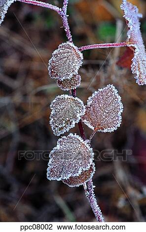 Stock Image - late autumn, fall, leaf, twig, branch, late fall, autumn. Fotosearch
