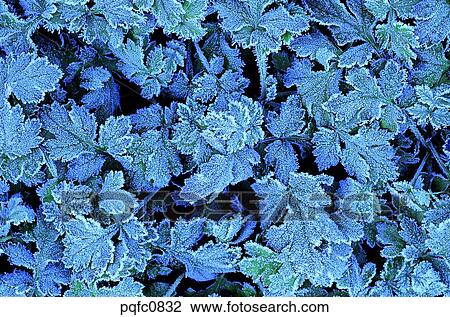 Stock Image - late autumn, late fall, grass, frost, frosted leaf, plant. Fotosearch