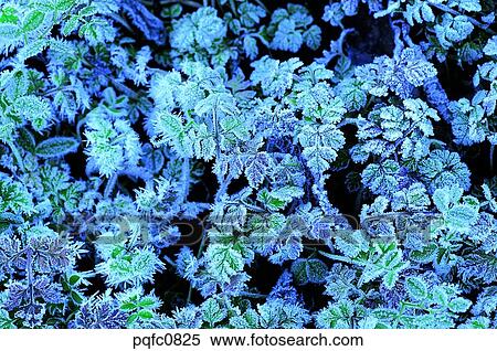 late autumn, late fall, grass, frost, frosted leaf, plant View Large Photo Image Stock Photography - late autumn, late fall, grass, frost, frosted leaf, plant. Fotosearch