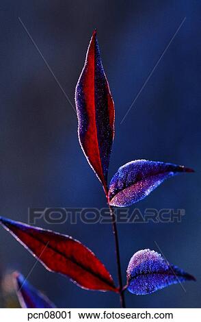 late fall, fall, late autumn, day, leaf, maple, autumn View Large Photo Image Stock Image - late fall, fall, late autumn, day, leaf, maple, autumn. Fotosearch