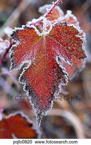 late fall, fall, late autumn, day, leaf, maple, autumn View Large Photo Image Stock Image - late fall, fall, late autumn, day, leaf, maple, autumn. Fotosearch