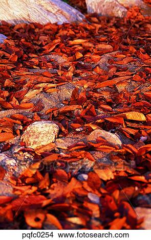 leaf, fall, road, way, street, fallen leaves, autumn View Large Photo Image Picture - leaf, fall, road, way, street, fallen leaves, autumn. Fotosearch