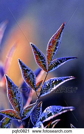 Stock Image - leaf, fall, twig, branch, crystal, day, autumn. Fotosearch