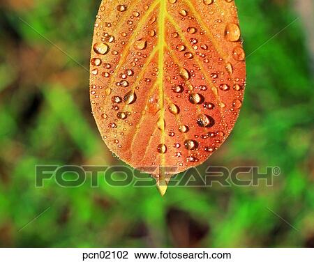 maple, fall, day, fallen leaves, leaf, red leaves, autumn View Large Photo Image Stock Image - maple, fall, day, fallen leaves, leaf, red leaves, autumn. Fotosearch