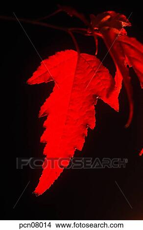 Picture - maple, fall, leaf, twig, branch, red leaves, autumn. Fotosearch