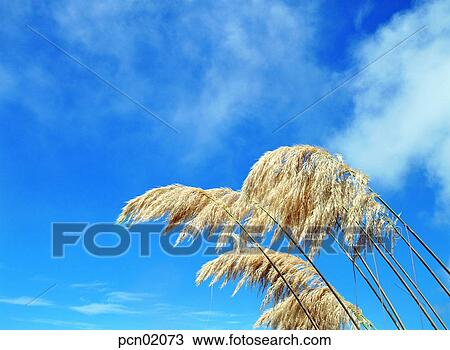 Stock Image - reed, fall, sky of an autumn, autumn view, autumn scenery, cloud, autumn. Fotosearch