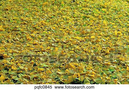 Stock Photography - road of fallen leaves, fall, fallen leaves, leaf, autumn road, heap of fallen leaves, autumn. Fotosearch