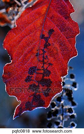 Stock Photo - silhouette, fall, shadow, fruition, fruit-bearing, leaf, autumn. Fotosearch