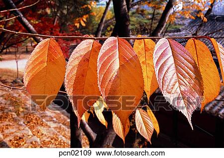 Stock Photo - steps, fall, stairs, autumn view, autumn scenery, tile-roofed house, autumn. Fotosearch