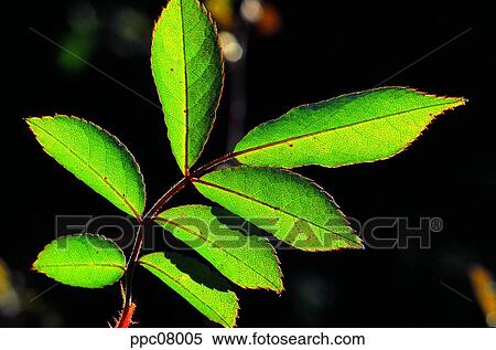 thorn, branch, twig, leaf, day, green, green leaf View Large Photo Image Stock Photography - thorn, branch, twig, leaf, day, green, green leaf. Fotosearch