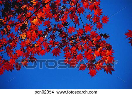 tree, fall, sky of an autumn, autumn view, autumn scenery, branch, autumn View Large Photo Image Picture - tree, fall, sky of an autumn, autumn view, autumn scenery, branch, autumn. Fotosearch
