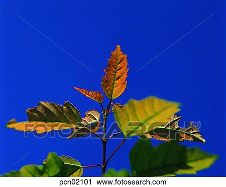 tree, fall, sky of an autumn, autumn view, autumn scenery, branch, autumn View Large Photo Image Stock Image - tree, fall, sky of an autumn, autumn view, autumn scenery, branch, autumn. Fotosearch