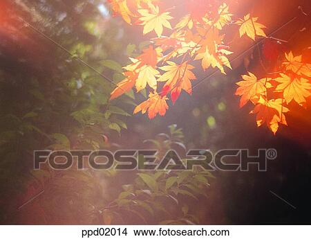 twig, fall, branch, autumn view, autumn scenery, leaf, autumn View Large Photo Image Picture - twig, fall, branch, autumn view, autumn scenery, leaf, autumn. Fotosearch
