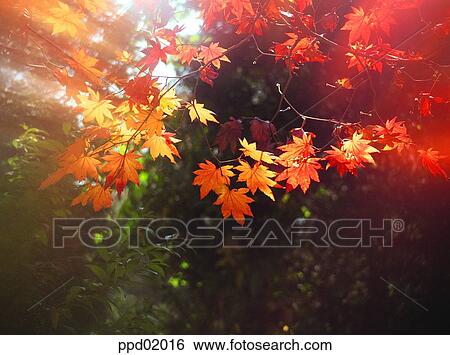 twig, fall, branch, autumn view, autumn scenery, leaf, autumn View Large Photo Image Stock Photograph - twig, fall, branch, autumn view, autumn scenery, leaf, autumn. Fotosearch