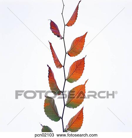 twig, fall, branch, tree trunk, trunk of a tree, leaf, autumn View Large Photo Image Stock Image - twig, fall, branch, tree trunk, trunk of a tree, leaf, autumn. Fotosearch